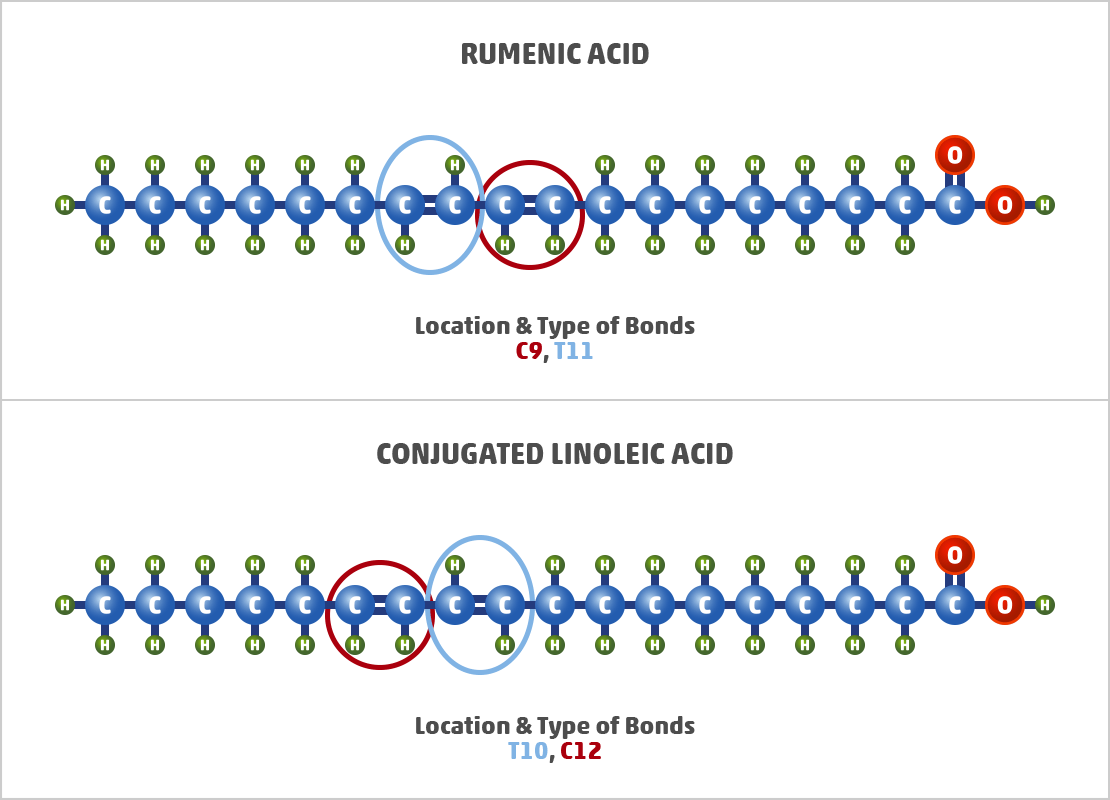 conjugated linoleic acids