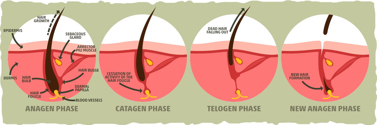 Process of Hair Growth and What Causes Hair Loss