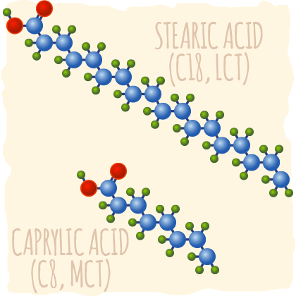 MCTs Vs. Long-Chain Fatty Acids