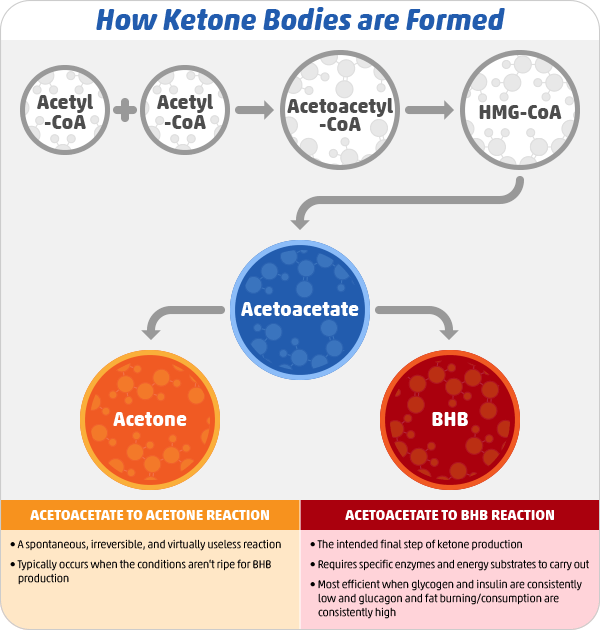 How Ketone Bodies are Formed